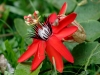 Red Passion Flower