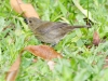 Variable Seedeater