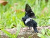 Variable Seedeater