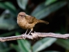 Clay-colored Thrush