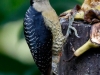 Black-cheeked Woodpecker