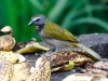 Buff-throated Saltator