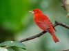 Summer Tanager