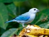 Blue-gray Tanager