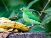 Green Honeycreeper