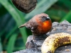 Red-throated Ant-Tanager