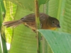 Red-throated Ant-Tanager