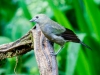 Palm Tanager