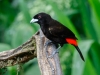 Passerini's Tanager