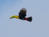 Keel-billed Toucan