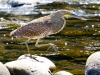 Fasciated Tiger-Heron