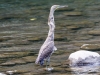 Fasciated Tiger-Heron