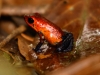 Strawberry Poison Dart Frog