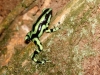 Green and Black Poison Dart Frog