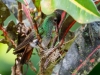 Rufous-tailed Hummingbird