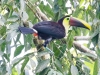 Black-mandibled Toucan