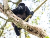 Howler Monkey