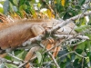 Green Iguana