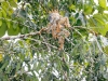 Green Iguana