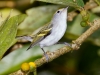 Chestnut-sided Warbler