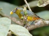 Olive-backed Euphonia