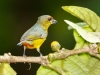 Olive-backed Euphonia