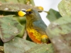 Olive-backed Euphonia