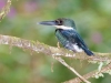 Green Kingfisher