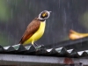 Great Kiskadee