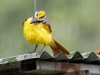 Boat-billed Flycatcher