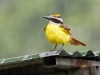 Boat-billed Flycatcher