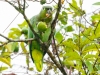 Mealy Parrot