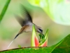 Long-billed Hermit