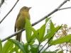 Summer Tanager