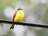 Gray-capped Flycatcher