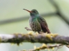 Rufous-tailed Hummingbird