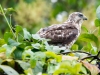 Double-toothed Kite