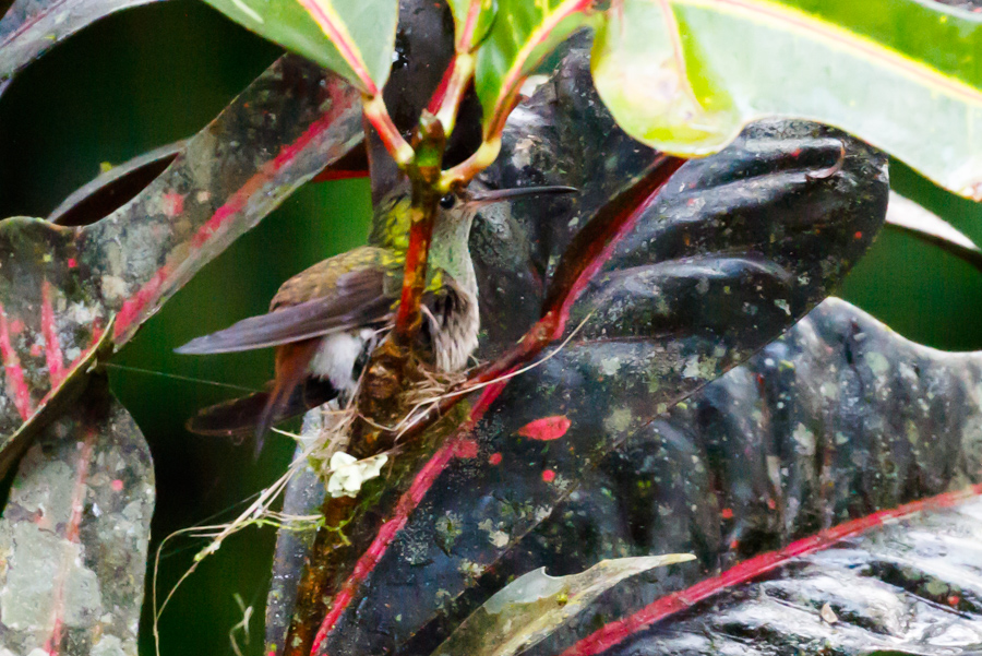 Rufous-tailed Hummingbird