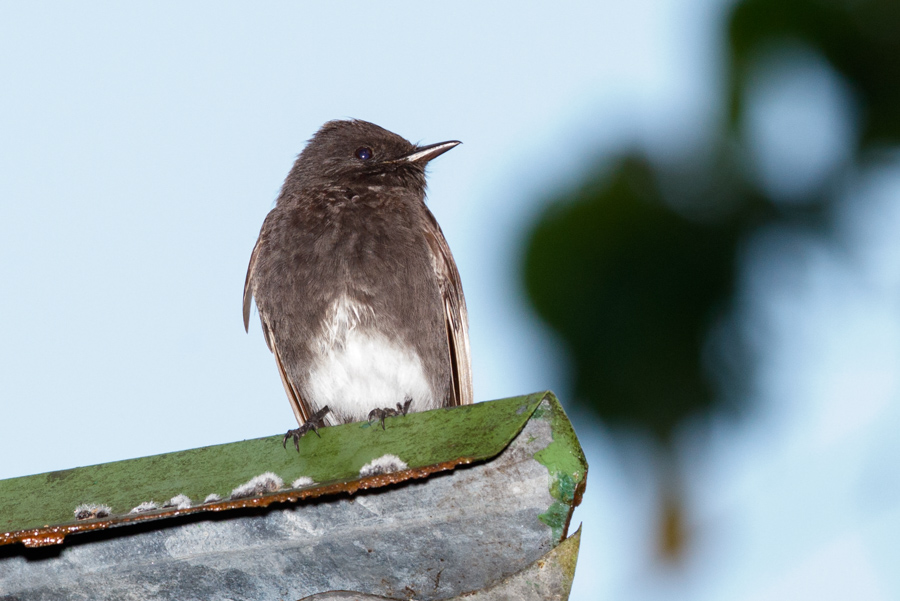 Black Phoebe