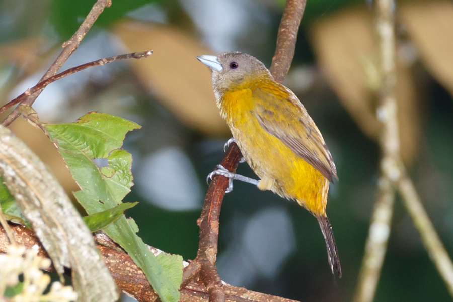 Passerini\'s Tanager