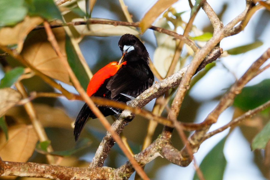 Passerini\'s Tanager