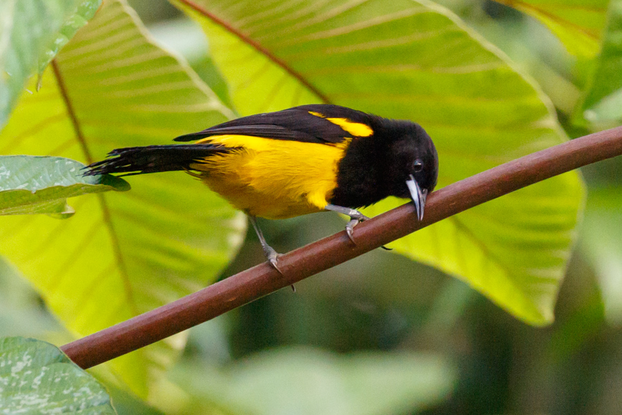 Black-cowled Oriole