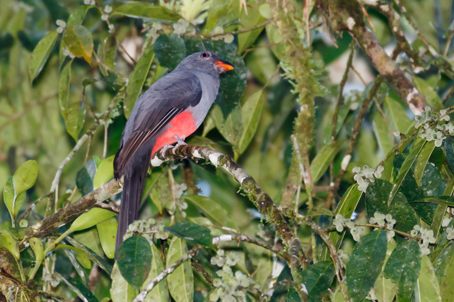 Slaty-tailed Trogon