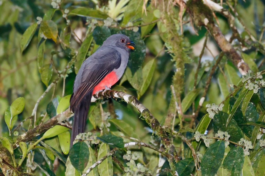 Slaty-tailed Trogon