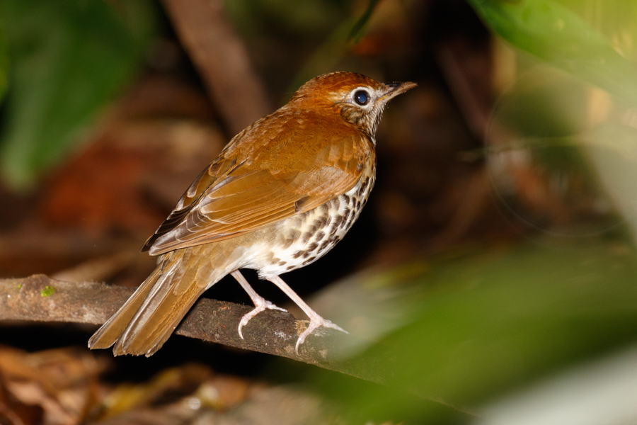 Wood Thrush