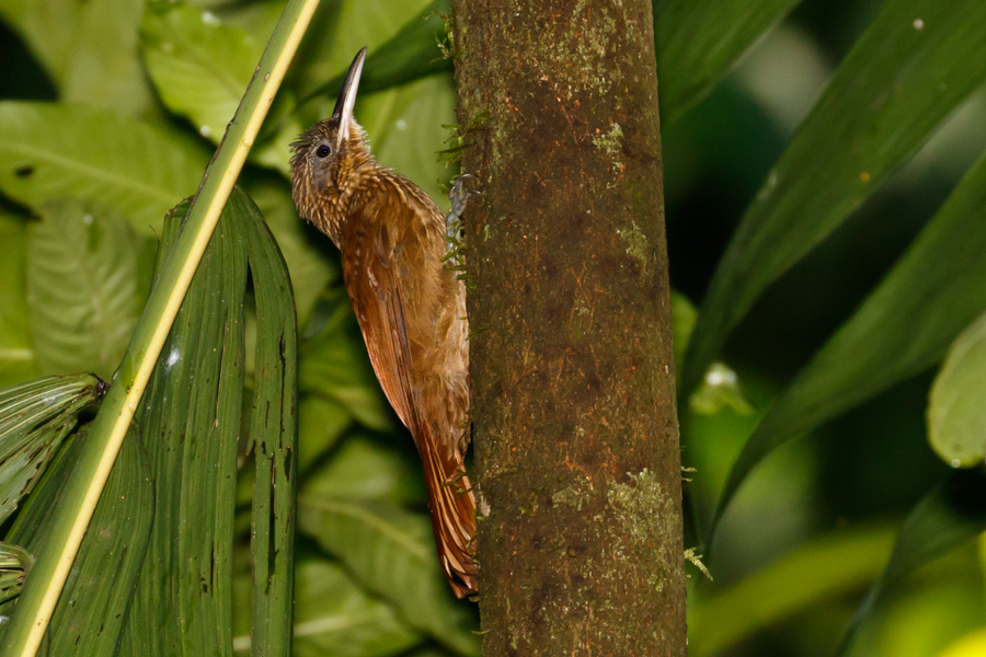 Cocoa Woodcreeper