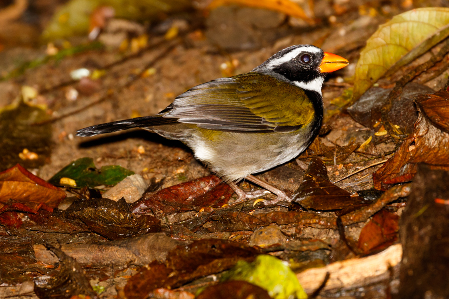 Orange-billed Sparrow