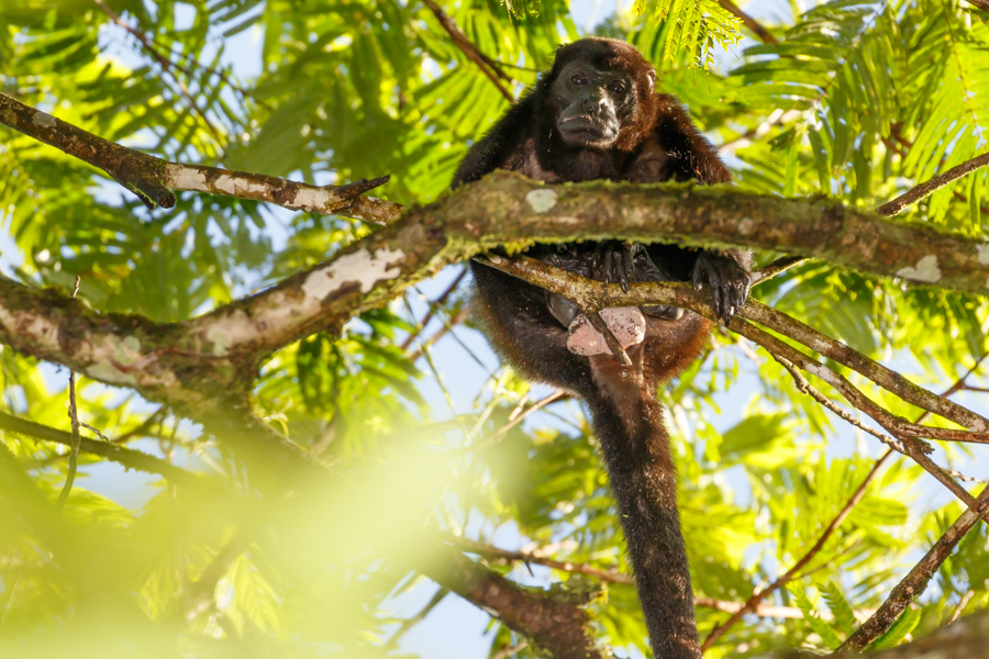 Howler Monkey