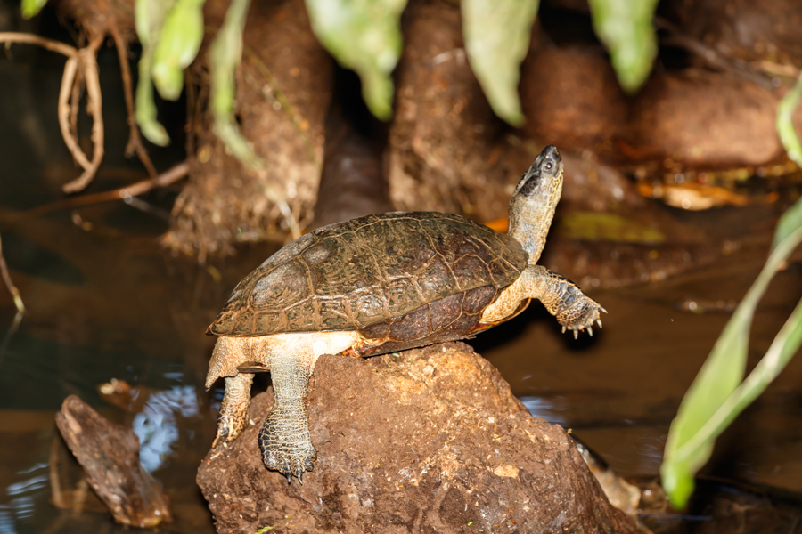 Black River Turtle