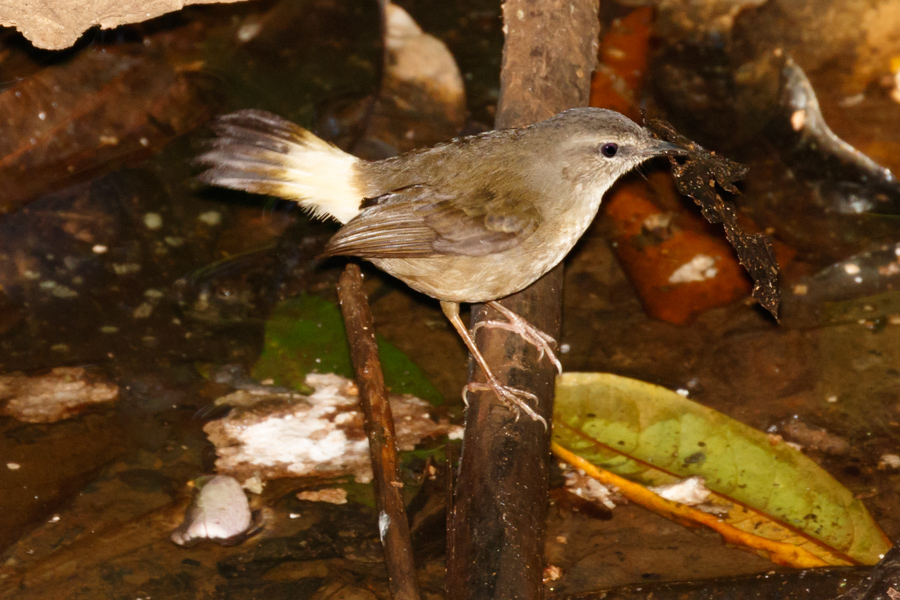 Buff-rumped Warbler